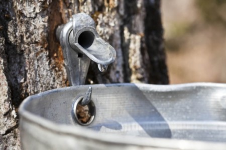 Maple syrup spigot, with hook and collection bucket