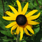Yellow Coneflower A yellow coneflower in full bloom.