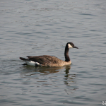 A Canadian goose swimming in the Hudson River.