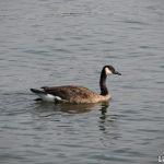 Canadian Goose A Canadian goose swimming in the Hudson River.