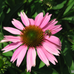 Honey Bee & Echinacea Purpurea A honey bee gathering pollen from an echinacea purpurea.
