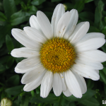 Ox-Eye Daisy An ox-eye daisy in full bloom.