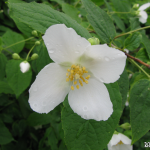 Mock-Orange Flower A close-up view of a mock-orange flower in full bloom.