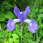 Iris An iris in bloom.