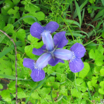 Iris An overhead view of an iris in bloom.