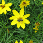 Bald-Faced Hornet & Moonbean Coreopsis A bald-faced hornet gathering nectar from a Moonbean Coreopsis.