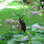 Broad-Necked Root Borer A male broad-necked root borer beetle lounging on a flowering hosta.