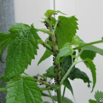 Ants, Aphids & Raspberry Bush Worker ants farming aphids on a raspberry bush.
