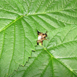 Japanese Beetle & Raspberry Bush A japanese beetle, hiding within the leaves of a raspberry bush.