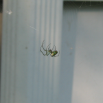 Venusa Orchard Spider A venusa orchard spider standing on a web.