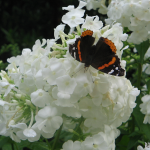 Red Admiral Butterfly & Hydrangea A red admiral butterfly collecting nectar from a white hydrangea.