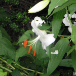White Lily A white lily in full bloom.