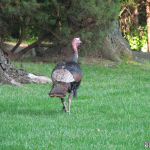 Wild Turkey A wild turkey walking through a large front yard in Wayne, NJ.