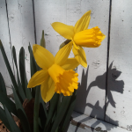Daffodils A couple of daffodils in full bloom.