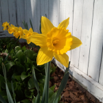 Daffodils A row of daffodils in full bloom.