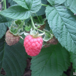 Fruiting Raspberry Bush Some raspberry fruits on a bush, with one fully ripe.