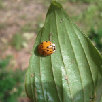Ladybug & Hosta Leaf A ladybug lounging on a hosta leaf.