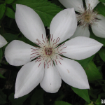 Henryi Clematis A Henryi clematis in full bloom.