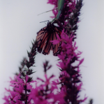 Praying-Mantis, Monarch Butterfly & Showy Tick Trefoil A praying mantis consuming a monarch butterfly while standing on a Showy Tick Trefoil.