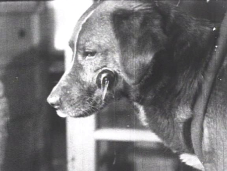 Another still shot from "Mechanics of the Brain." Like the child above, the dog in this picture has been surgically implanted with a saliva-catching device, for the purposes of behavioral experimentation