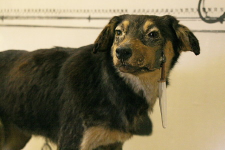 The stuffed, mounted remains of one of the many dogs used in Pavlov's "conditioning" experiments. It is currently located at the Pavlov Museum in Ryazan, Russia