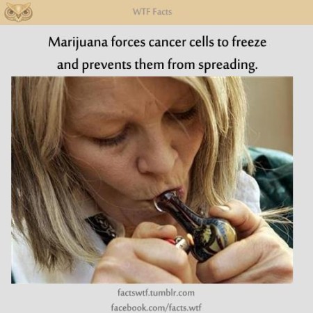 "Marijuana forces cancer cells to freeze and prevents them from spreading." (artwork by WTF Facts)