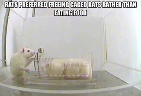 "Rats prefer freeing caged rats rather than eating food" http://www.washingtonpost.com/national/health-science/a-new-model-of-empathy-the-rat/2011/12/08/gIQAAx0jfO_story.html
